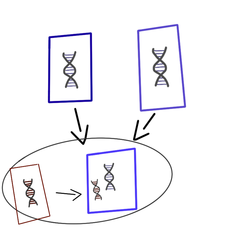 A set of four rectangles, two rectangles are positioned above the other two. Each of the rectangles have DNA in the but the lower right one has two strands of DNA The other rectangles all have arrows pointing towards the rectangle with two DNAs One DNA matches the rectangles above him which have the same DNA and the second DNA is the same as the rectangle in the lower left. There is a circle around the lower two rectangles.